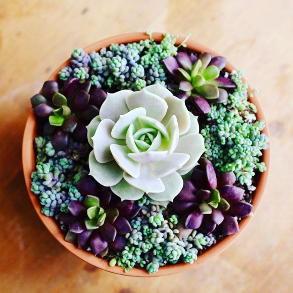 Meet your Posher, Razeea - Picture 1 of 1